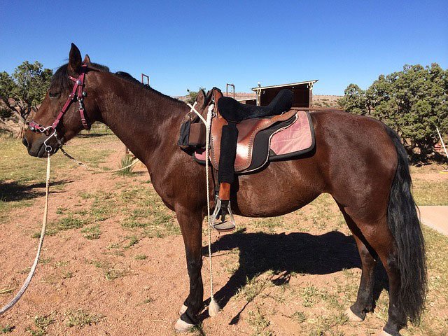 LiteraryHeist's tweet image. Does Your Horse Have A Saddle? is a very cool and informative #article by @moritherapy about Why #WritingGroups work. Check it out in the newly published edition of Literary Heist - literaryheist.com/articles/does-…