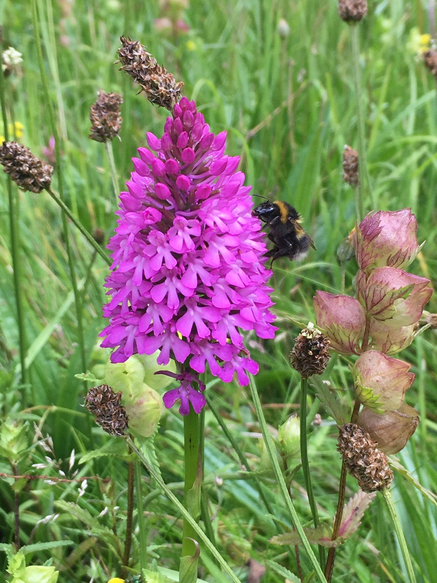 team_KWACS's tweet photo. Our efforts to improve parts of Kirtlington's St Mary the Virgin churchyard continue to be fruitful. Our first orchid (pyramidal) has popped up! #kwacs #wildlife
Photo: Julian Howe https://t.co/D1vLnHZIZ9