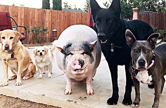 개구라가먼저다 쩝쩝 
개.돼지.양성소로보나.