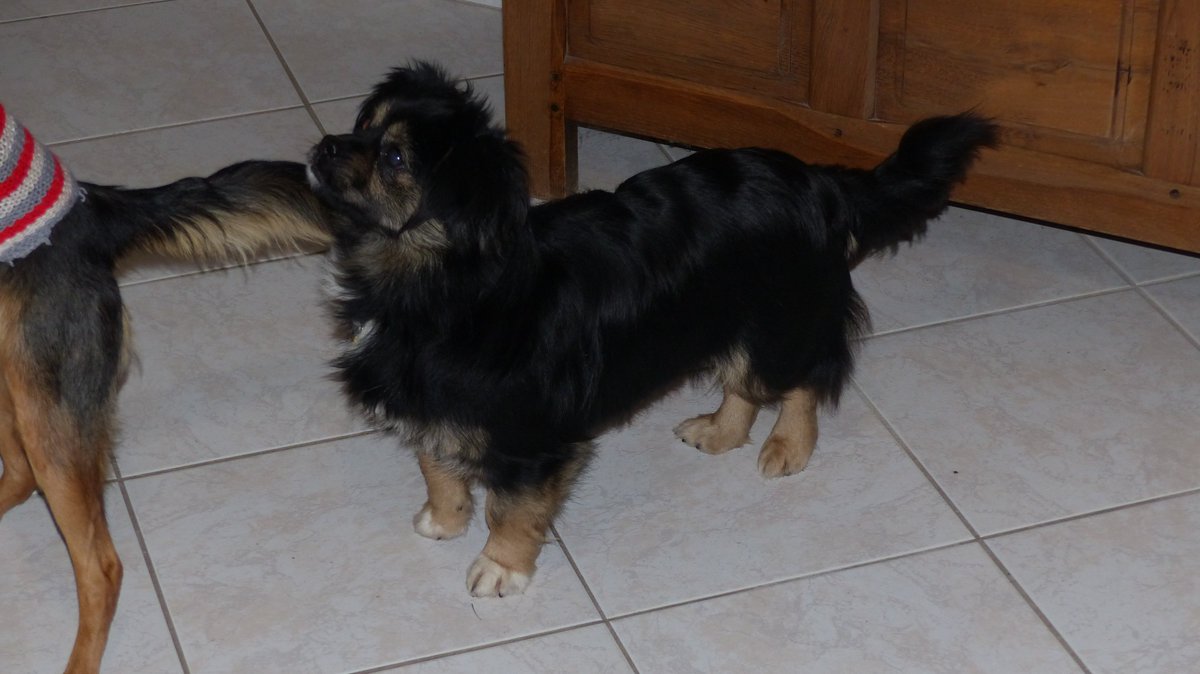 revanimal1's tweet photo. LAYA – À L'ADOPTION (sur toute la France)

- Femelle croisée Pékinois tricolore

- Date de naissance estimée : 10/10/2016

- Poids : 5 kg

- OK chiens, OK enfants, OK chats

Nos conditions : associationrevanimal@gmail.com https://t.co/waThmyqgr5