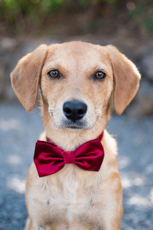 revanimal1's tweet photo. JULES - SOS FA (IDF ou dpt 60, 45, 02, 28, 27) ou ADOPTION (France)

JULES a besoin que l'on s'occupe de lui, qu'on lui accorde du temps et qu'on lui donne beaucoup d'amour
Nos conditions d’accueil ou d’adoption : associationrevanimal@gmail.com
https://t.co/fsdxaLcLoA… https://t.co/dv0T2RDu7L