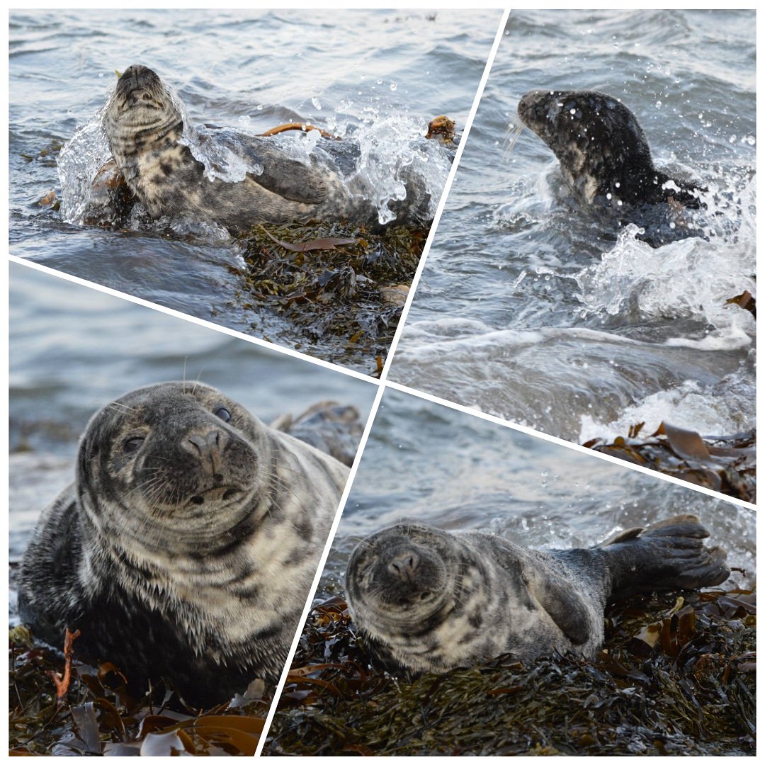 BDMLR's tweet photo. Here are some stunning photos of a seal that was checked on by a couple of our volunteer medics in April 2019. Thankfully the seal was healthy, just resting in a busy location in Berwick-upon-Tweed โค๏ธ๐
Photo Credit: Amber Thomas
#mondaymotivation #sealcheck #volunteermedics https://t.co/zGjpzWC0D1