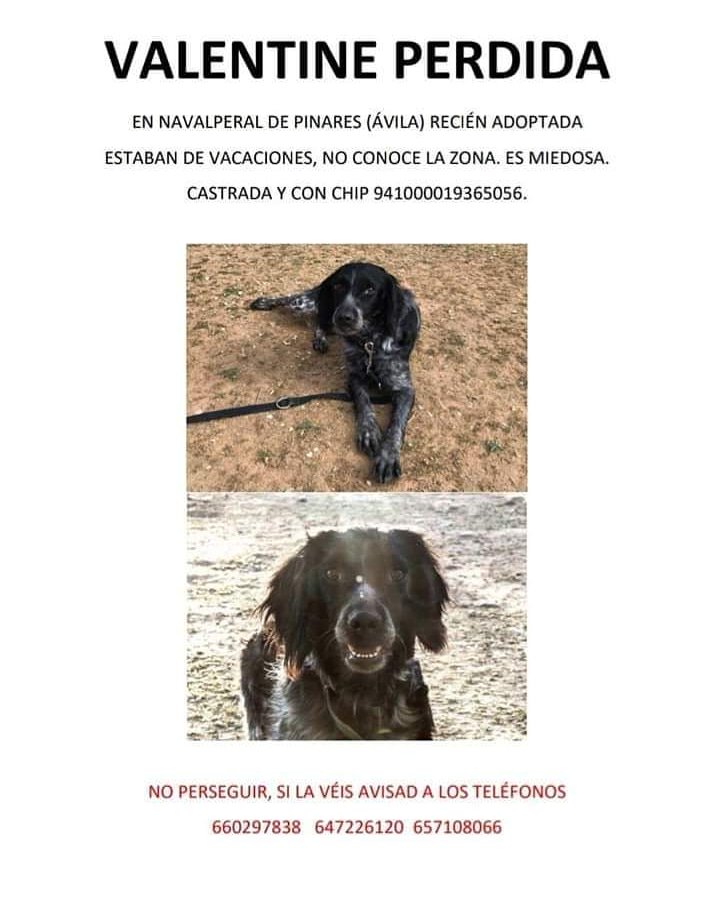 Animales En Apuros (@animales_apuros) on Twitter photo 