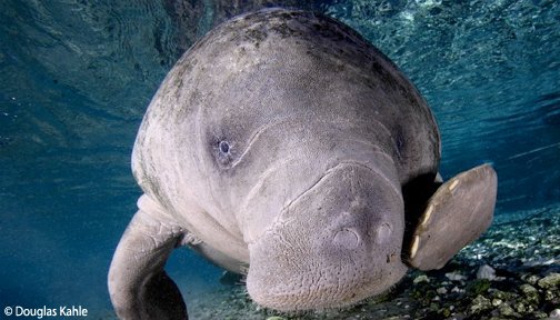 OurOcean's tweet photo. Happy #ManateeMonday https://t.co/hbajK7RMW2