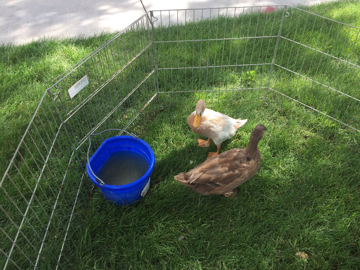 Jeffco Summer Of Learning tweet media