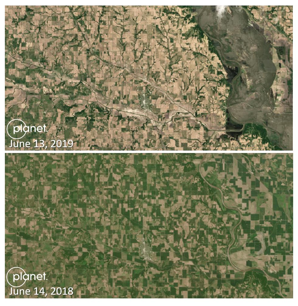 AgTechLaura's tweet photo. Satellite imagery comparison from June 2018 and June 2019 shows dramatic crop progress differences. This imagery shows areas surrounding Falls City, NE and Missouri River bottom east of Rulo.  Interactive version here: https://t.co/n4euTPUQlh @UNL_CropWatch @glesoing2 #plant19 https://t.co/0v6V8qE7dw