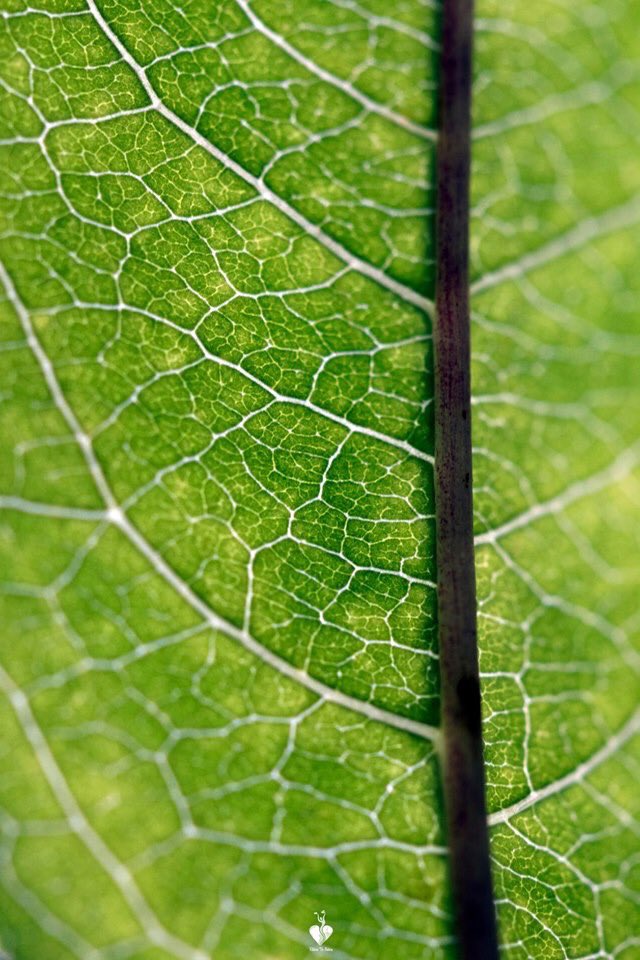 nature_return's tweet photo. Feuille de Pêcher // Peach-tree leaf @_rondpoint_  https://t.co/qu7jzIsVOe

#macro #canonphoto #flora #photooftheday #nature #natgeo #earthfocus #earthvibe #100mm #RTN #taillanmedoc #photo #photography #environnement #love #France #Leaf #green #500px https://t.co/BV1LAtZ5sI