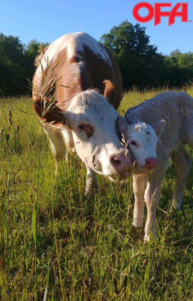 CAPTION THIS! CONTEST ALERT 💬

The #OFACaptionThis contest photo for June is ready for your best caption! Share your creativity &amp; sense of humour on Twitter or Instagram for the chance to win $25 gift card to <a href="/MarksComm/">Mark's Commercial / L'Equipeur Commercial</a> or <a href="/TSCStores/">Peavey Mart</a>. Submit caption by Noon EST Thursday, June 27