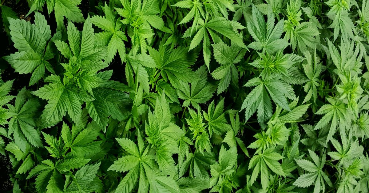 Chris_1791's tweet image. House Resoundingly Approves Broad Marijuana Federalism dlvr.it/R7BNN1 #Marijuana #DrugLegalization via @reason
