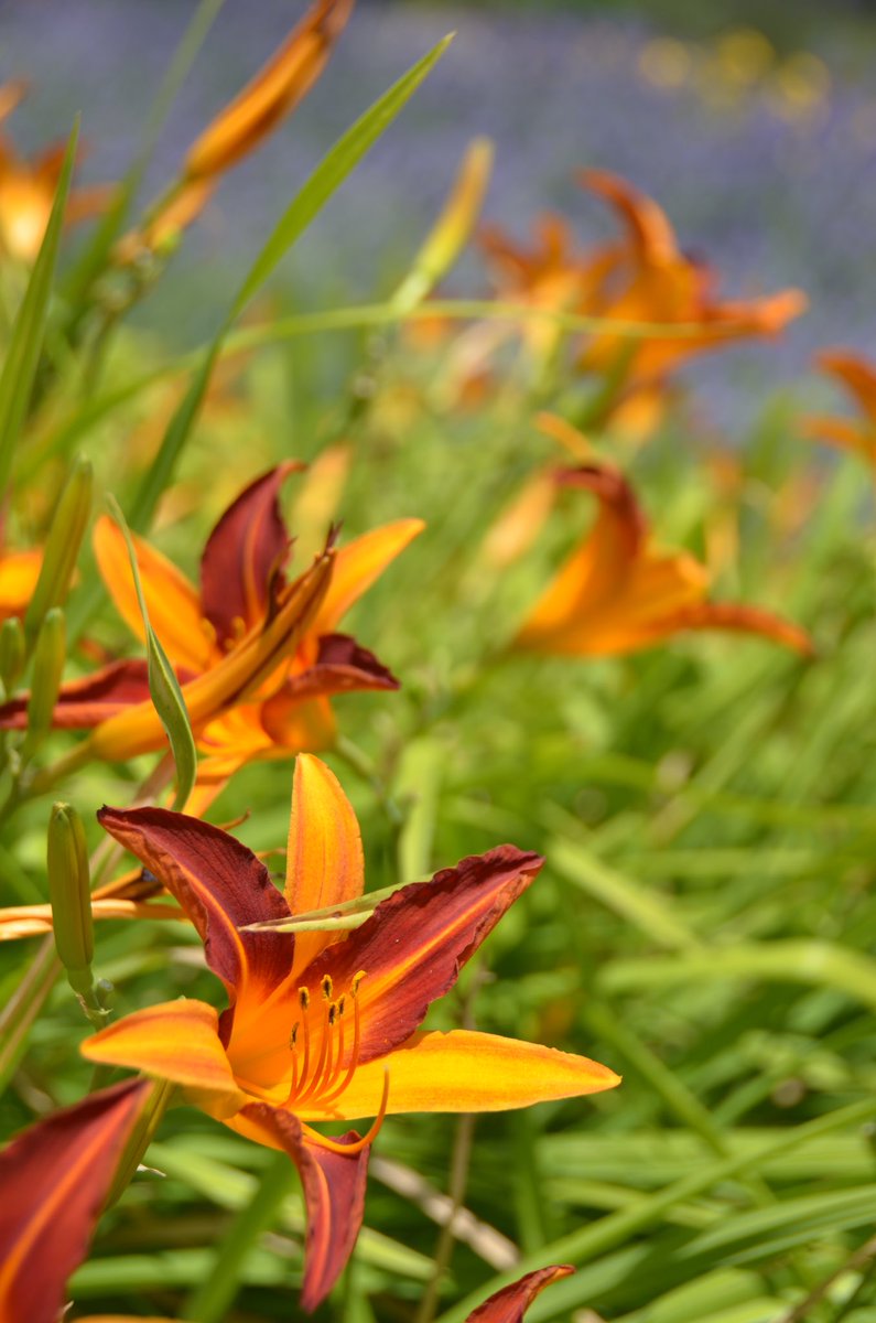 Hemerocallis looking fab ☀️👌
.
 #daylily #hemerocallis #beautyforaday #flowerphotographer  #gardenphotography #flowers #plants #plantingdesign #landscapedesign #nature #gardening #gardendesign #landscapearchitecture