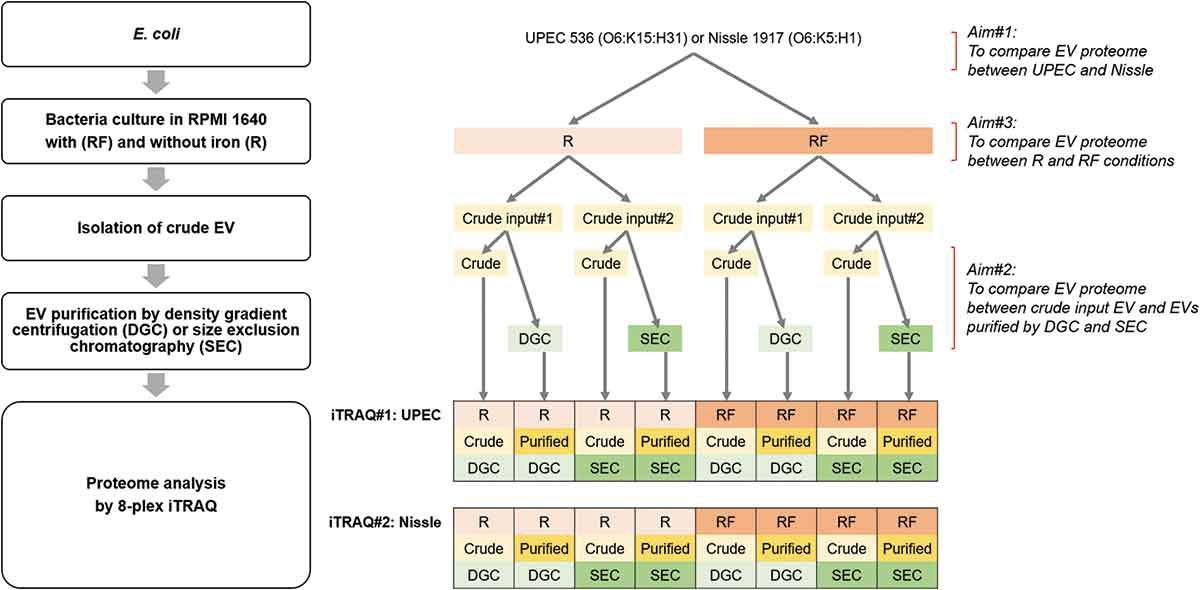 KennethWWitwer's tweet photo. NICE! Analysis of the Escherichia coli #extracellularvesicle #proteome identifies markers of purity and culture conditions @cblenkie @IsevComms @IsevOrg #MISEV #MISEV4Microbes #EVs #proteomics https://t.co/RJKGcSpmkY https://t.co/nlXRyb7FJ4