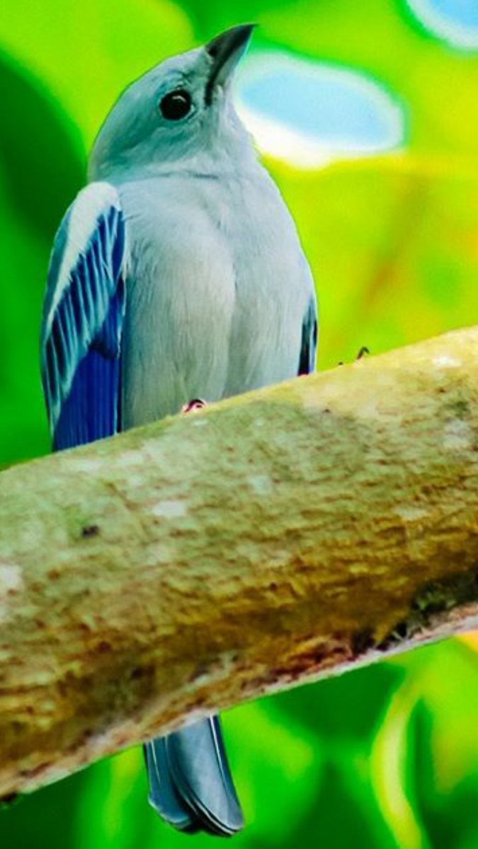 RichWar36848835's tweet photo. Here is a beautiful pic of an exotic bird!๐๐ฆ
#BirdsOfColor https://t.co/11wTKE7kcd