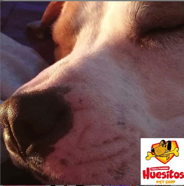 FrancorpArg's tweet photo. #franquicias #franquiciasrentables #negociosprobados 
#franquicias2019 #petshop #huesitospetshop #negociosbajainversion #negociosrentables 
#petfriendly #alimentoparamascotas #casosdeéxito #trayectoria 
Fácil manejo operativo .
Bajo costo de inversión 
HUESITOS PET SHOP https://t.co/309tnZBQBj
