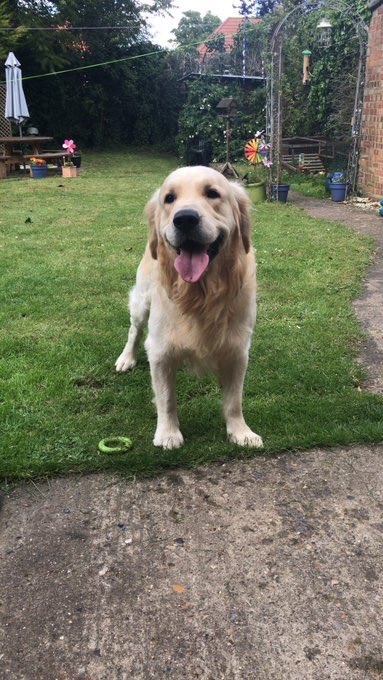 bethanymoret's tweet photo. MISSING DOG

Last seen in Lavenham! Please contact me or @megan_aymsx if you see him https://t.co/qvkOWBnM7V