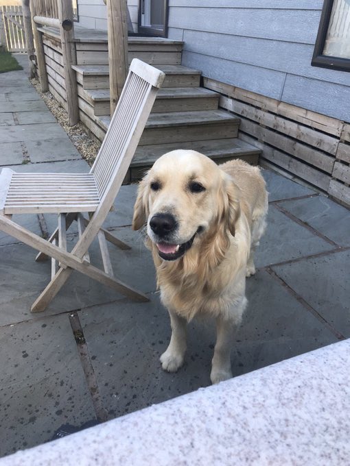 bethanymoret's tweet photo. MISSING DOG

Last seen in Lavenham! Please contact me or @megan_aymsx if you see him https://t.co/qvkOWBnM7V