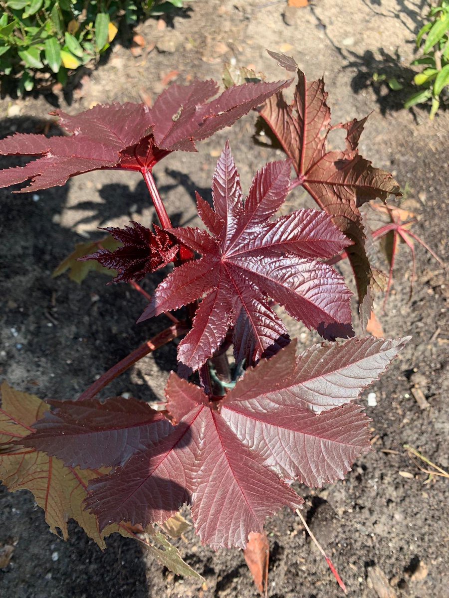We krijgen foto’s binnen van mensen waaronder BTW-ers (bekende Team Westlanders) die hun plant vertroetelen. Hoe staat het met jouw wonderboom?