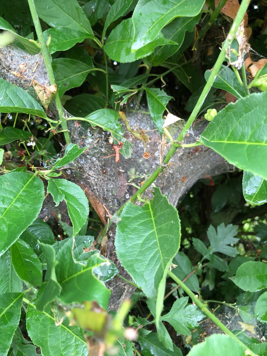 SustEnvFarming's tweet photo. Critters enjoying the wide variety our hedgerows provide.
Over 12000 mixed species planted on voluntary basis now helping to enhance the #farmedenvironment @CFEonline @NFUtweets
Spot the hidden bug with the bee! https://t.co/cfoLeim6iU