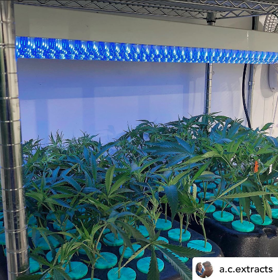 PermaClone's tweet photo. Posted By: @a.c.extracts on Instagram
“🌱🌱 #freshstart #permaclone #turboklone #led #clonex #hormex “ https://t.co/OtkGmXegMt
