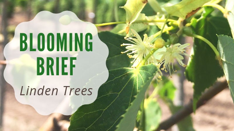 iTreesChicago's tweet image. Check out what&apos;s been in bloom this past week!😀
.
itrees.com/blog/blooming-…
. 
#trees #treeblog #lindentrees #flowering #bloomingbrief #itrees #itreeschicago #readallaboutit