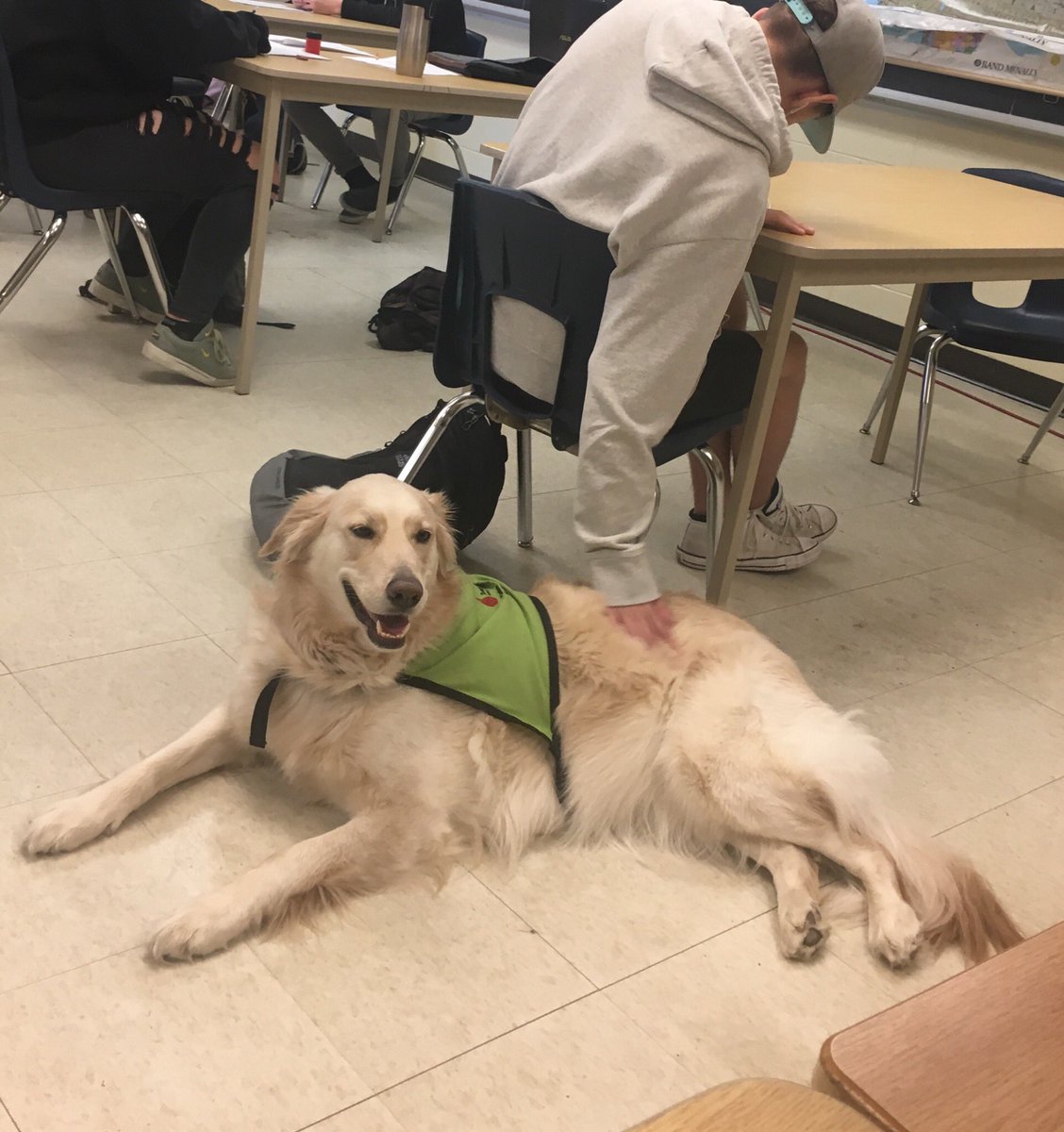 Just getting that last bit of exam love in before summer break! <a href="/CCI_SCDSB/">CCI</a> <a href="/SweetCharityDog/">Sweet Charity</a>