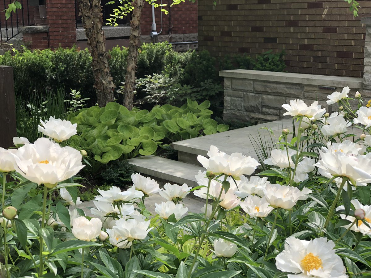 After years of tweaking and fiddling, it’s starting to fill in and take shape. #gardenlove #plantlove #landscapedesigner