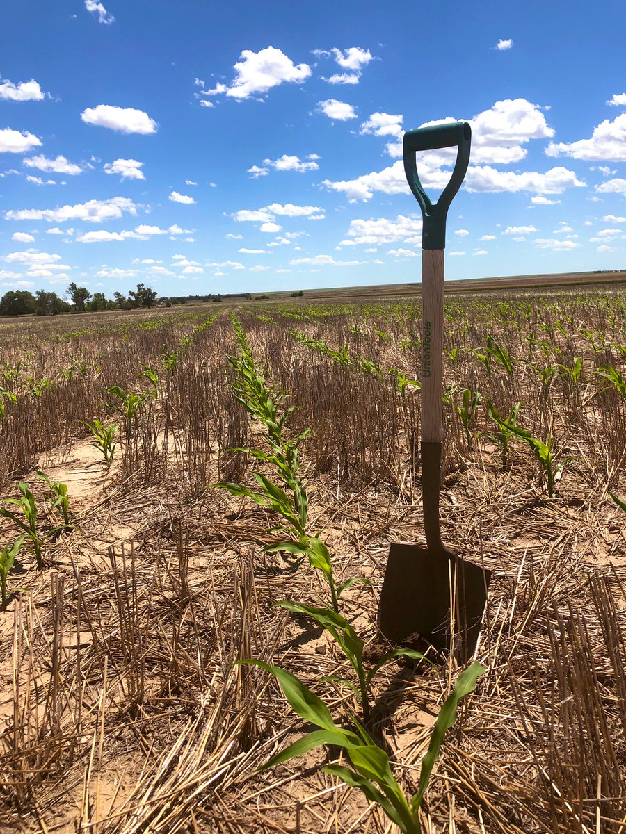 HolthausKashli's tweet photo. Diggin’ up some dirt today (literally and figuratively) on #AllegiantSeed Seeing some really green and healthy plants with outstanding roots between different varieties! Now let’s bring on the warm weather!!🌽☀️ @CHSAgronomy #drylandcorn https://t.co/XRYmd8ImZp