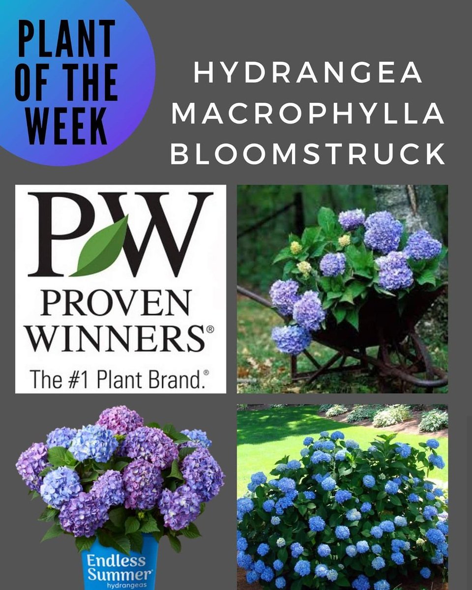 #plant of the week. #bloomstruck #hydrangea