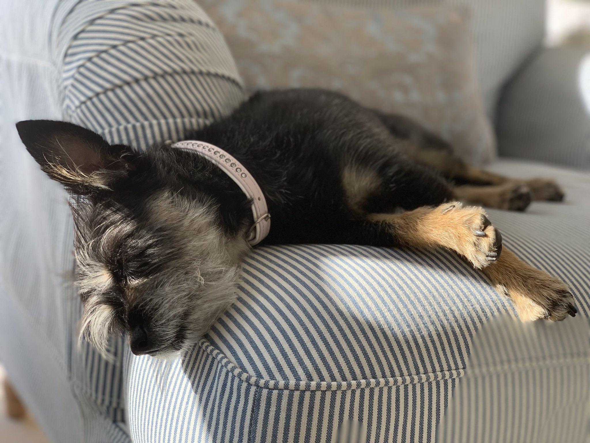 Can Dogs Sleep In The Garage