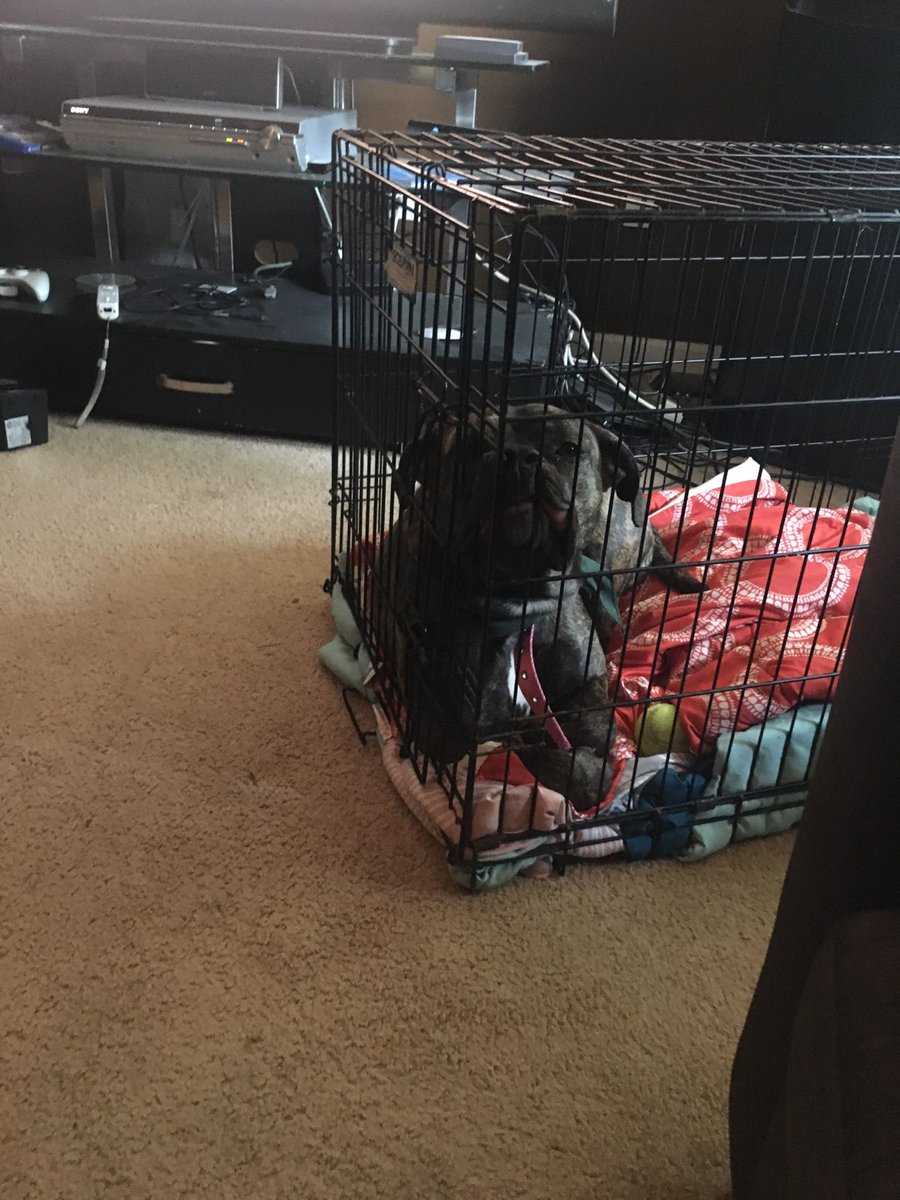 ExqusiteCorp_se's tweet photo. Have you been thinking your life could use a giant scaredy baby lap dog? Nisha might be the friend you've been searching for! DM me to get more info about getting Nisha into your life. https://t.co/VrZKE5Y8Jk