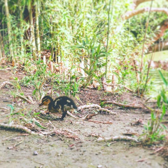 ChienEtCo's tweet photo. Petite sortie du jour, un petit caneton 🐥 !
Il était valeureux, il était courageux et il s’est laissé prendre au jeu ! 
Et vous alors quelle est votre petite trouvaille ? 👇🏼 https://t.co/vmQeUF7ate https://t.co/uhgdsK8XEg