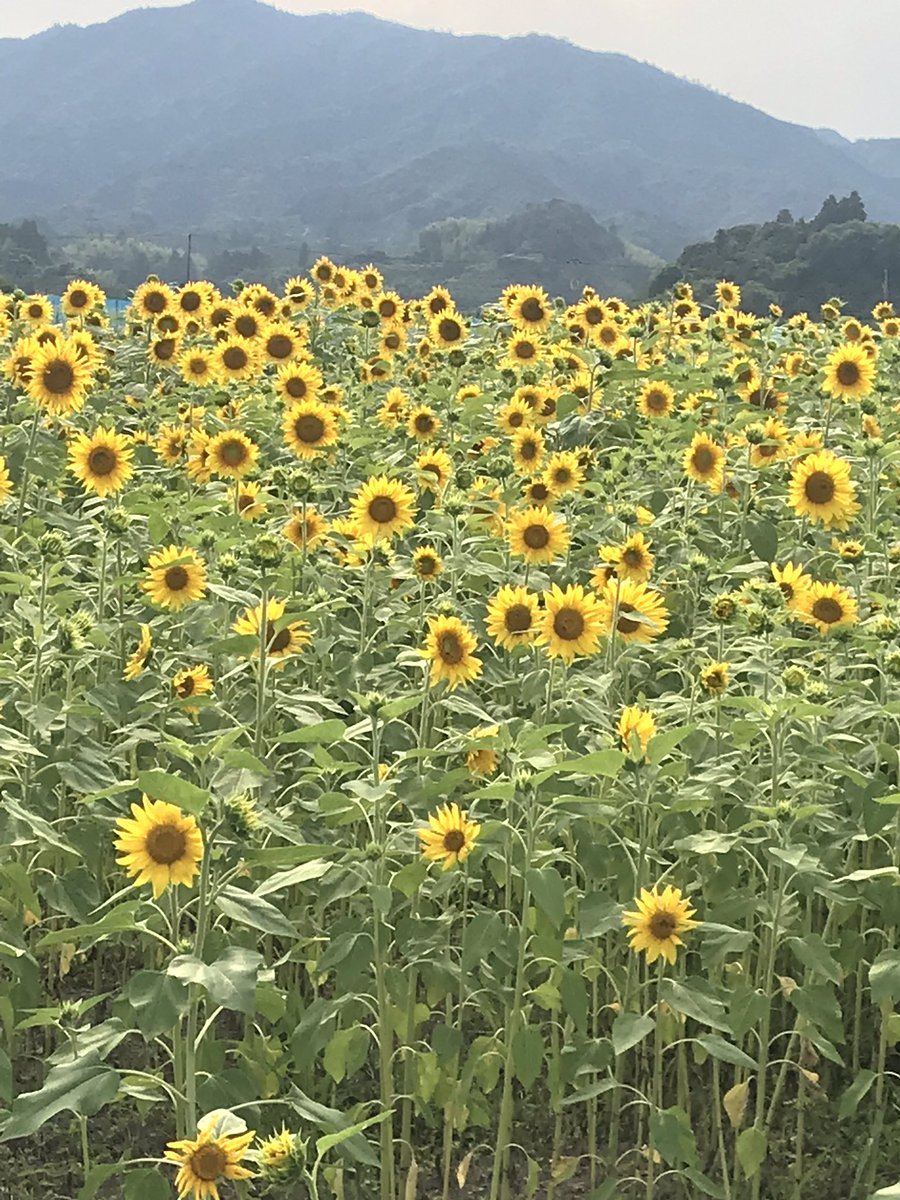 Smiley6004's tweet photo. 1人じゃないよ🌻🌻
ユチョンもユチョペンも⛄️
#ユチョン🌻#朴裕千
#박유천 #yuchun #大切な人
#AlwaysbesideofYU
#Smiley6002 #健康と幸せ https://t.co/fLGtlX1IFR