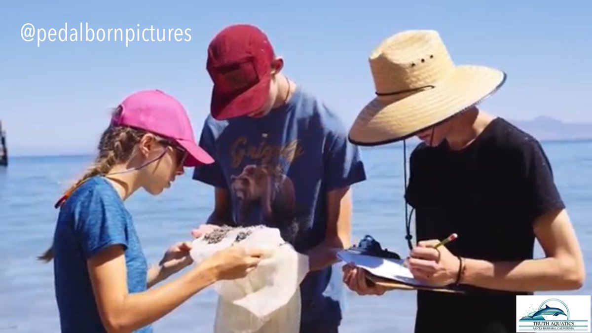 truthaquatics's tweet photo. Planning the upcoming school year? Book an unforgettable, educational trip to the Channel Islands! 
Screenshots from @PedalBorn movie of a SBMS islands trip. Copy and paste: 
https://t.co/3IZij297qP https://t.co/qfy4cprUow