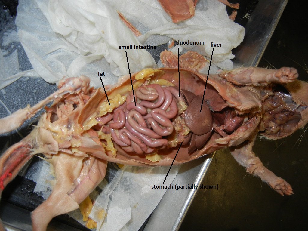 PatesBiology's tweet photo. Activities fortnight commenced with Y12 pupils embarking on a detailed Rat Dissection #ratdissection  #dissection https://t.co/X878woySxo