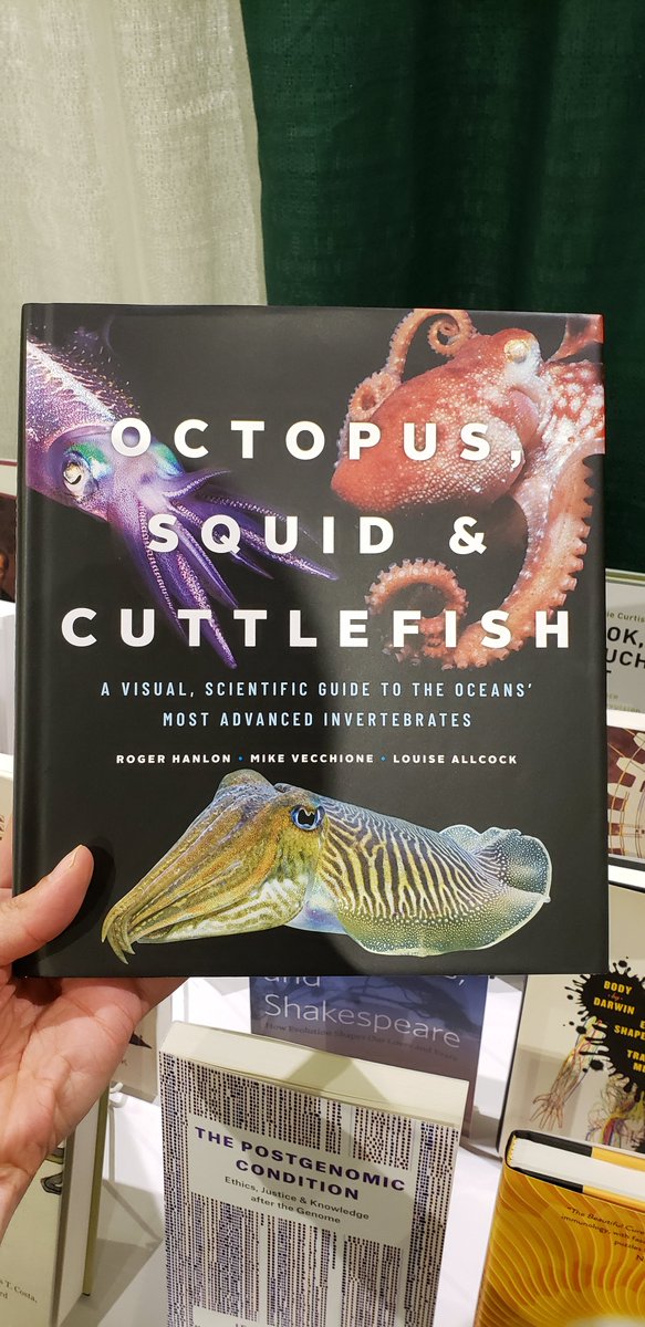 Chicago Sciences (@chicagosciences) on Twitter photo Hooray, #CephalopodWeek <a href="/scifri/">Science Friday</a>! For post <a href="/reddit_AMA/">reddit AMA</a> #Octopus, #Squid, and #Cuttlefish that you can wrap your #tentacles round for now & always, check out this beautiful, also mind-blowing book from <a href="/DrShmoo/">Prof Louise Allcock</a> & colleagues <a href="/UChicagoPress/">UChicagoPress</a>. Hooray, #CephalopodWeek <a href="/scifri/">Science Friday</a>! For post <a href="/reddit_AMA/">reddit AMA</a> #Octopus, #Squid, and #Cuttlefish that you can wrap your #tentacles round for now & always, check out this beautiful, also mind-blowing book from <a href="/DrShmoo/">Prof Louise Allcock</a> & colleagues <a href="/UChicagoPress/">UChicagoPress</a>.
