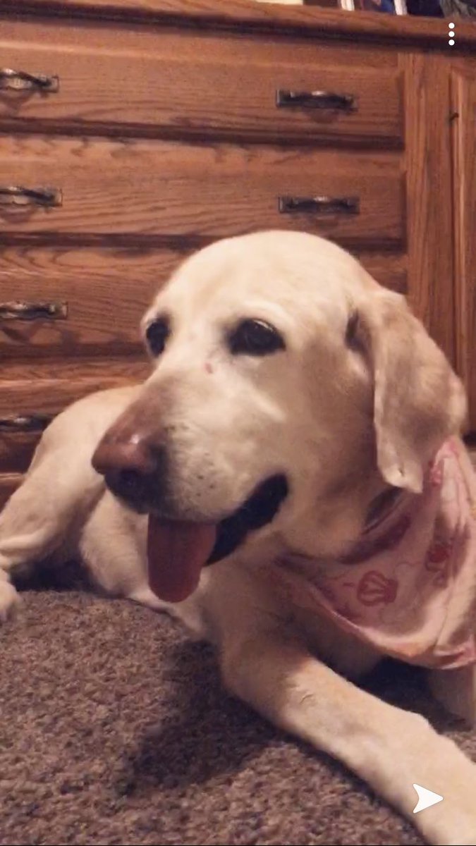 mason_casper's tweet photo. They say that dogs are a Man’s best friend, but we all know that is an understatement. You made my bad days good and my good days great.  I am blessed to have had such a good girl. RIP Tess, you did a great job here. https://t.co/X7T54s0qKj