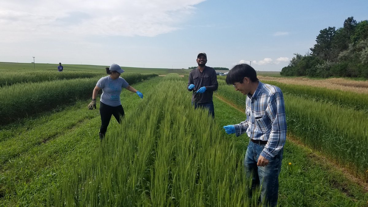 WheatInnovation's tweet photo. #SDSUTeamWheat working hard this morning. First round of rogueing off types in seed increase strips. #wheatSD https://t.co/4nElmtPAfr