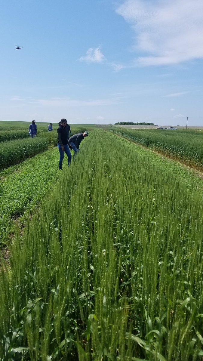 WheatInnovation's tweet photo. #SDSUTeamWheat working hard this morning. First round of rogueing off types in seed increase strips. #wheatSD https://t.co/4nElmtPAfr