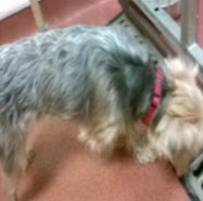 🔷 Do u recognise this FOUND female Yorkshire Terrier (22 June) with a red collar pls? 🐕 She’s microchipped, found in Perivale UB6 - now with SDK ☎️ 03444 828300 ref: ICS99/2095 #FoundDog #greenford #perivale #UB6 #yorkie #YorkshireTerrier