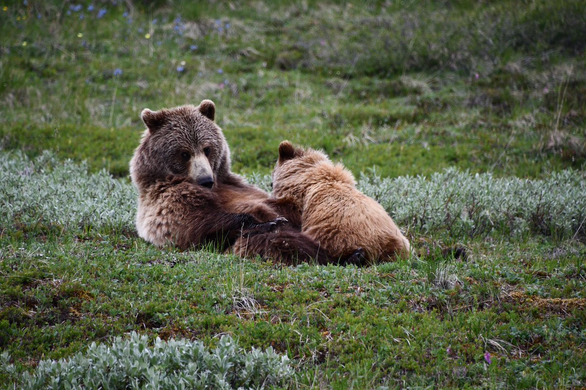 A few photos I captured in Denali, Alaska. #Nikond7500
