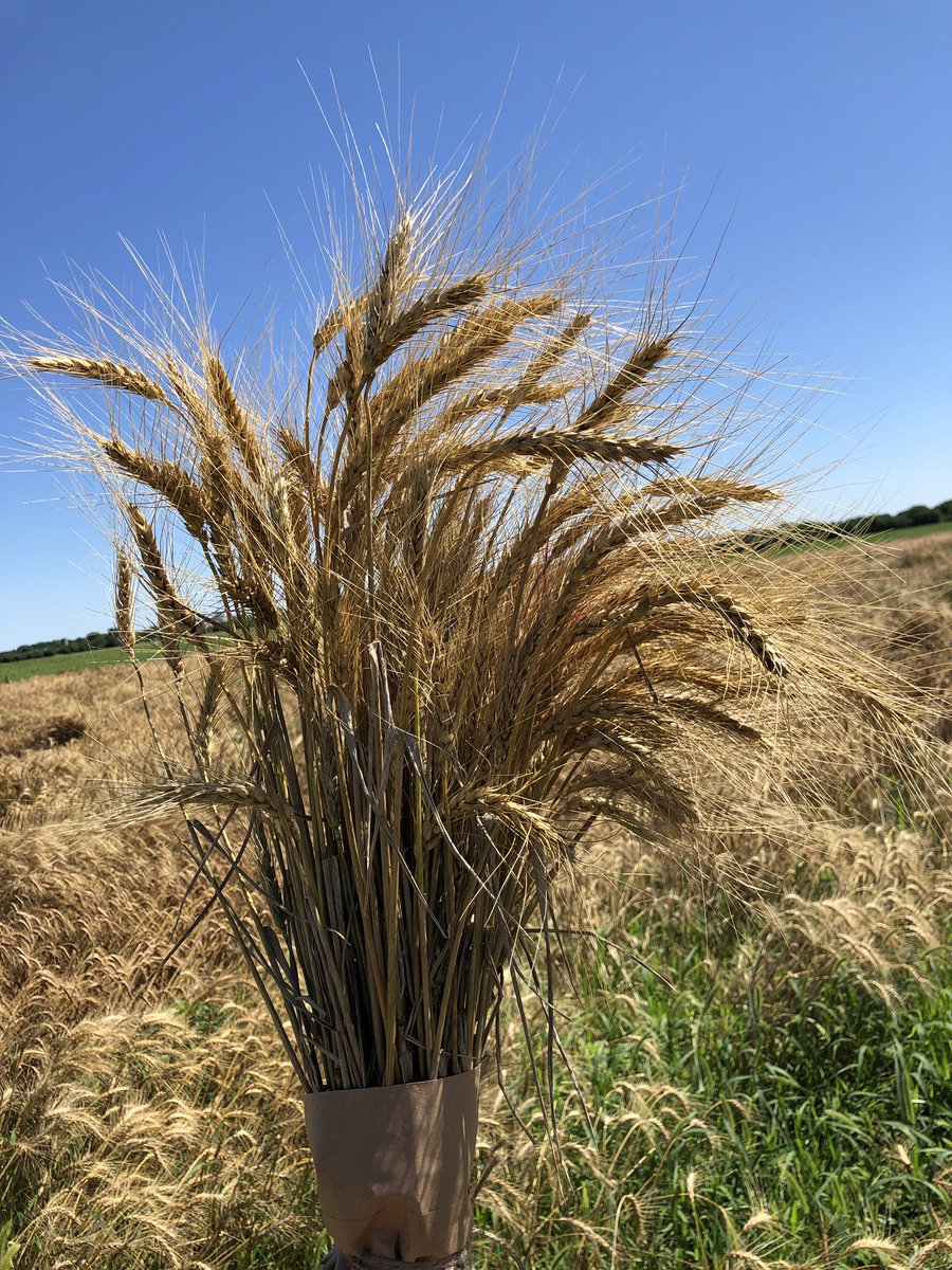 emmapkate's tweet photo. The start of #wheatweek is here. All kinds of harvesting going on https://t.co/uChJ9XIbgE