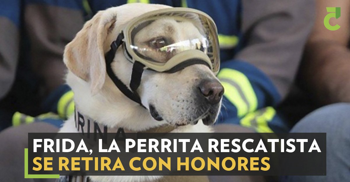 Periodico5inco's tweet photo. Este 2019, Frida cumplió 10 años de servicio y para conmemorarlo, la Semar realizó un reconocimiento especial en el marco del Día del Rescatista.
#PerritaFrida #CdVictoria #Tamaulipas https://t.co/7RDbqHkUU2