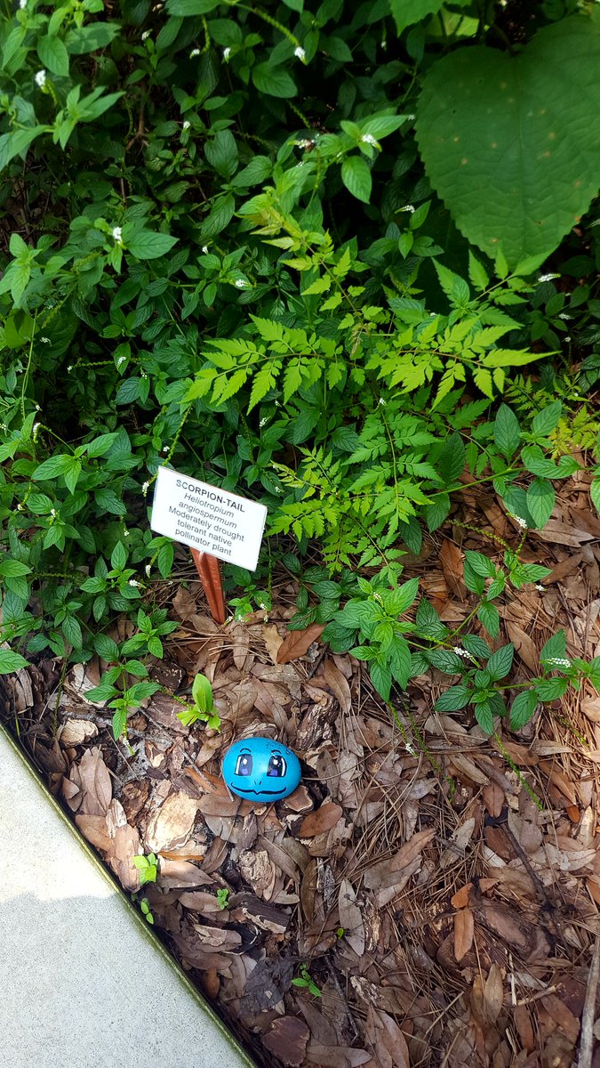palmerchristin3's tweet photo. Just hid more rocks at the W.T. Bland Library. Come read some books, find a rock, and post with the hashtag #ManateesRead!! #OneTeamOneMission @TriangleElem https://t.co/iLf28eMobr