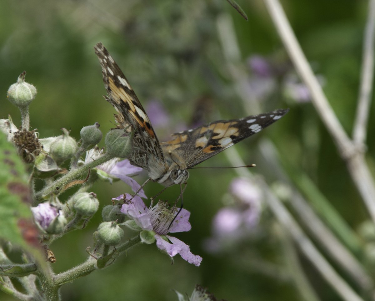 NerdyInNorfolk's tweet photo. Some of the photos I took yesterday at @NWTCleyCentre. Look at that painted ladies proboscis, sneaky spider it's burrow and common lizard basking in the heat 🦎🦋🕷

@SupportNWT @MeganMcCubbin https://t.co/YKQLrXd1oh