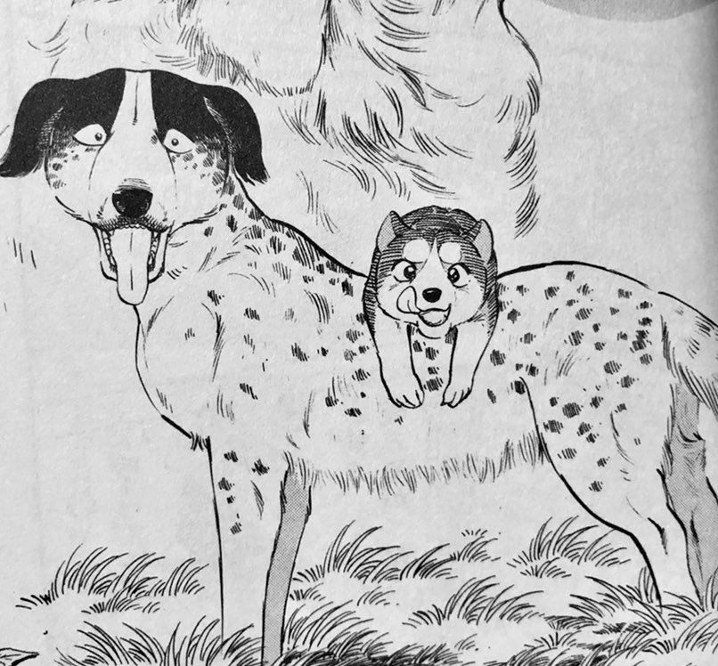 Can we talk about what a great Father figure GB is?
#ginga #銀牙