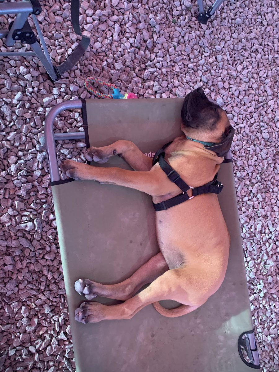 tamara_cosby's tweet photo. #poppyrosesleeps https://t.co/ipWBc8ghUR