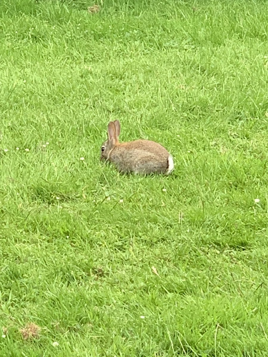 CPARunningClub's tweet photo. I really think this bunny wants to join Running Club!! Second week on the trot!! https://t.co/kcpODXmUj8