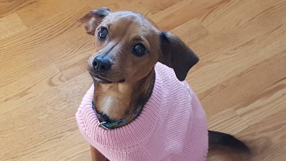 Kejiiraa's tweet photo. #Talk about anything #Dog! #socute #facebook #doglovers #puppy #pet #dogoftheday #ilovemydog #lovedogs #dogslife

https://t.co/LWwfJeRdqe https://t.co/TV6XOOpPBQ