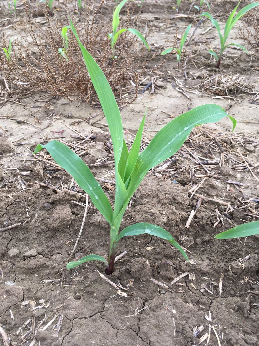 PurdueCornGuy's tweet photo. V3 corn plant. If you use the U2U GDD tool to est. leaf stage for herbicide labels, remember that soil temps are warmer with June planted corn than Apr corn. Consequently the GDD tool will often underestimate leaf stage, because it uses air temperature instead of soil temperature https://t.co/hPlIJVWhZ6
