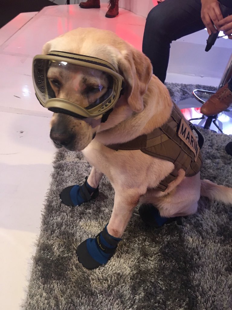 cgarizmendi's tweet photo. Me conformaría con que la 4T hiciera la mitad de lo que hizo Frida 🇲🇽🐕#AdiosFrida https://t.co/JXZgXbRLPp