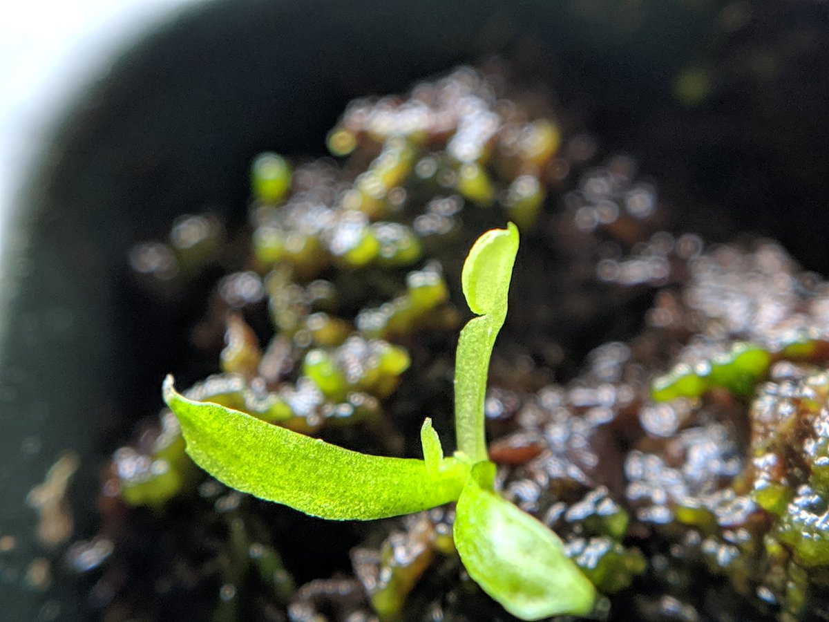 juanspartakux's tweet photo. Las #VenusAtrapamoscas bebés empiezan a desarrollar sus primeras trampas 🤤 
Aún les falta mucho por crecer antes de que estén a la venta 🤘🏼 
#carniplantas #plantascarnivoras #carnivorousplants #predatoryplants #insecteater #insects #PlantsSeeds #naturelovers https://t.co/R1PLRHRV86